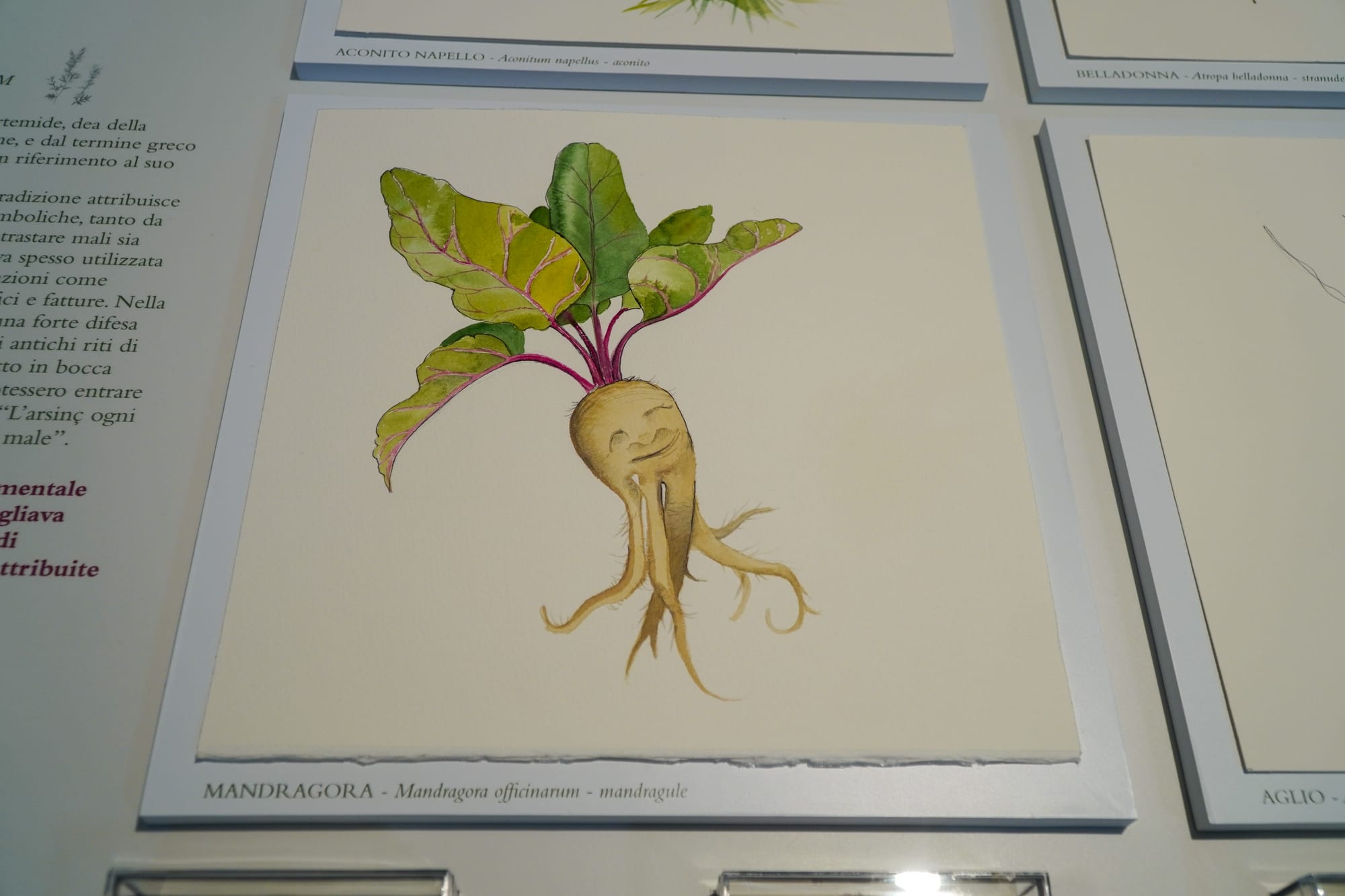 MUSEO CARNICO DELLE ARTI POPOLARI “MICHELE GORTANI”: GIOVEDÌ 20 AGOSTO IL LABORATORIO PER BAMBINI “PENNELLI INCANTATI: FIABE DEL BOSCO E ANIMALI AD ACQUERELLO”