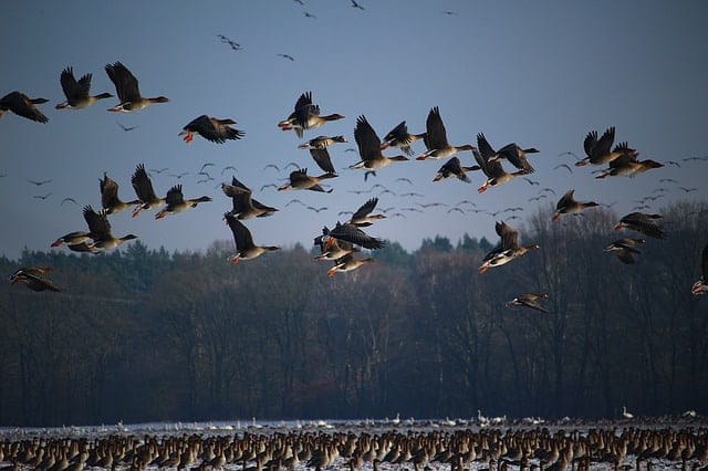 A GRADO L’AUTUNNO PORTA IN LAGUNA MIGLIAIA DI UCCELLI MIGRATORI