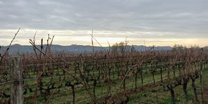 Colli di Poianis: lo Schioppettino di Prepotto, dall’amore per il Friuli al mondo