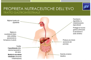 Fondazione Italiana Fegato Onlus e Associazione Nazionale Città dell’Olio_TAVOLA ROTONDA A OLIO CAPITALE,Sabato 11 marzo 2023