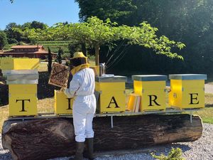 20 maggio Giornata mondiale delle api - “Save the Bees and Farmers”: è dedicata alle api la gamma dei vini bianchi di Tiare di Dolegna del Collio