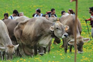 Estate in malga con Visit Zoncolan Escursioni guidate alla scoperta  di un mondo di genuinità e di sapori antichi