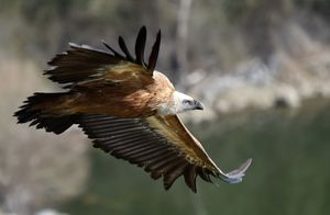 liberazione di 6 grifoni e altri esemplari sabato 30 settembre alla Riserva di Cornino - VIVI E LIBERI DI VOLARE