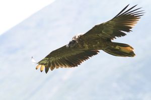 Rari rapaci avvistati alla Riserva naturale di Cornino