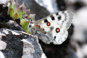 Farfalle friulane La nuova mostra sulle farfalle autoctone a Bordano       Si inaugura sabato 4 maggio