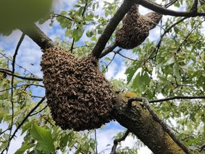 PRIMAVERA E SCIAMATURA DELLE API, I CONSIGLI DEGLI APICOLTORI SU COSA FARE (NEL CASO IN CUI LO SCIAME SI POSI SU ALBERI O MURI DI CASA)