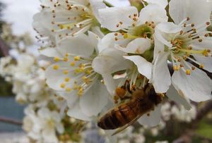L'ALLARME DEGLI APICOLTORI DEL FVG: “SETTORE APISTICO SOTTO STRESS, MOLTI IMPRENDITORI A RISCHIO CHIUSURA”