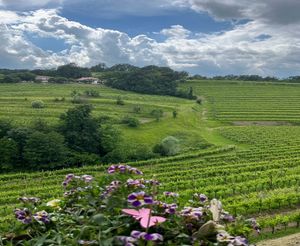 Movimento Turismo del Vino FVG presenta Vigneti Aperti      8-9 giugno