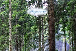 È uscito il libro: ABIES ALBA E ALTRE POESIE di ESTER FRANZIL
