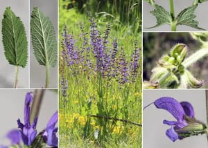 VERDE CAPITALE, DA NIZZA D'AUSTRIA A GO! 2025