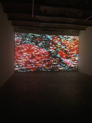 Fare acqua da tutte le parti: i mimoidi di Francesco Coccolo