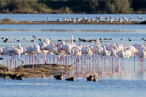 GRADO SI TINGE DI ROSA: OLTRE 1.000 FENICOTTERI TRA LAGUNA E CICLABILE SUL MARE