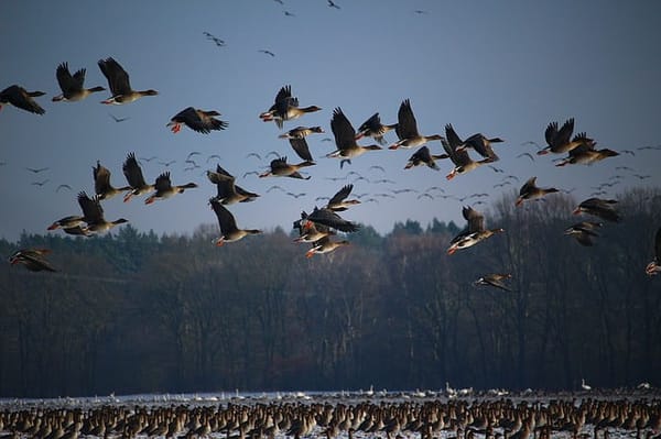 A GRADO L’AUTUNNO PORTA IN LAGUNA MIGLIAIA DI UCCELLI MIGRATORI